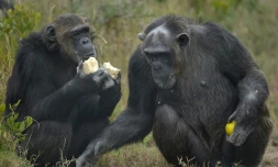 Pour la première fois, une expérience montre que des animaux prennent en compte, quand ils communiquent, le point de vue des autres, une capacité qu'on pensaient être unique aux humains