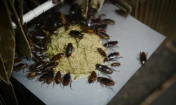 Élevage de blattes destinées à la consommation humaine à Yibin, en Chine, le 25 mars 2019