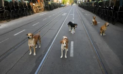Des chiens abandonnés dans une rue déserte de Kolkata (Calcutta), dans le nord-est de l'Inde, le 26 mars 2020