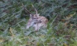 La Première ministre Elisabeth Borne présente lundi matin la version finale de la "stratégie nationale biodiversité", quarante mesures qui constituent la nouvelle feuille de route française pour sauvegarder la nature