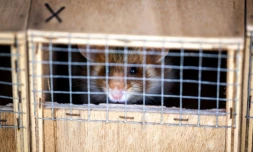 Un grand hamster s'Alsace dans sa cage d'être relâché en milieu naturel le 14 juin 2022 à Ernolsheim-Bruche, dans le Bas-Rhin