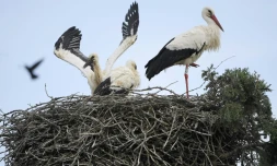 Des cigognes et leurs petits Ă Neuwiller-les-Saverne, dans le Bas-Rhin, le 4 juin 2021