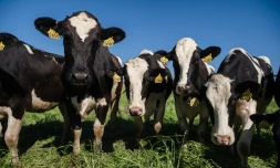 Des vaches laitières à Escondido (Californie), le 16 avril 2020
