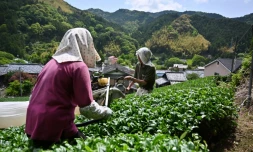 Récolte de feuilles de thé matcha, le 16 mai 2019 à Fujieda au Japon