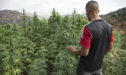 Un villageois près d'un champ de cannabis près de la ville de Ketama dans la région du Rif dans le nord du Maroc le 2 septembre 2019