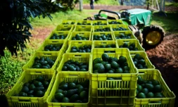 Récolte d'avocats à Uruapan, au Mexique considérée comme la capitale de l'avocat, le 19 octobre 2016