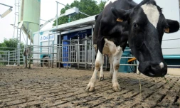 Salle de traite mobile à la ferme expérimentale de Trévarez, en août 2014