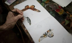 Un naturaliste dessine un Papillo Antimachus au camp de base de l'expédition à Mogoumba, en Centrafrique, le 4 décembre 2019.