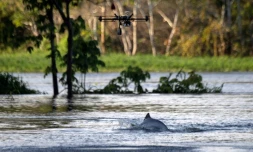 Un dauphin de la rivière Jaraua, en Amazonie, au Brésil observé à l'aide d'un drone, le 28 juin 2018