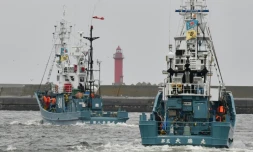 Des navires baleiniers quittent le port de Kushiro pour la reprise de la chasse commerciale de la baleine, le 1er juillet 2019 au Japon