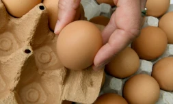 La justice belge examine jeudi les responsabilités dans le scandale des ?"ufs contaminés au Fipronil 
