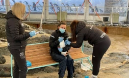Un manchot se fait vacciner contre la grippe aviaire Ă l'Aquarium de Bergen, le 4 mars 2021 en NorvĂšge