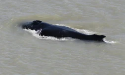 Une baleine à bosse dans East Alligator River dans le Parc national de Kakadu, sur une photo non datée fournie le 12 septembre 2020 par le Dr Carol Palmer du gouvernement du Territoire du Nord