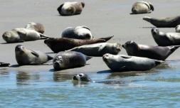 Des phoques dans la baie d'Authie, près de Berck-sur-Mer (Pas-de-Calais) le 26 mai 2026