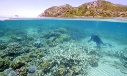 Photographie transmise par WWF le 1er mars 2016, montrant Lyle Vail, directeur de la station de recherche de Lizard Island en train d'examiner le blanchiment du corail au large du Queensland en Australie