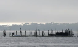Un parc ostréicole sur la Bassin d'Arcachon le  6 décembre 2017