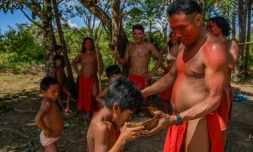 Un indien Waiapi donne à boire à un enfant du caxiri, une boisson fermentée artisanale, le 12 octobre 2017 dans la réserve Waiapi à Mainlha, au Brésil