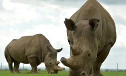 Les rhinocéros blancs du Nord Najin (gauche) et Fatu, les deux seules femelles survivantes de l'espÚce, dans la réserve d'Ol Pejeta au Kenya, ke 20 mars 2018.
