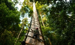 Zaini Abdul Hamid, chasseur de miel, fixe une échelle pour grimper en haut d'un Tualang dans la forêt d'Ula Muda, dans le nord de la Malaisie, le 11 février 2018