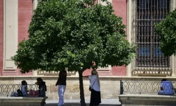 Des personnes se protègent de la chaleur à l'ombre d'un arbre pendant la vague de chaleur extrême qui frappe Séville en Espagne, ville où les températures dépassent les 40°C, le 12 août 2025
