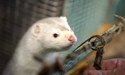 La France vient à son tour pour la première fois de détecter la présence du Covid-19 dans un élevage de visons, au sud-ouest de Paris