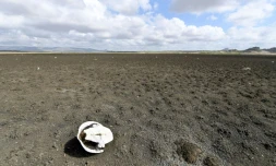 Carapace d'une tortue sur le sol asséché du barrage de Cedro, plus ancien du Brésil, dans la ville de Quixadá (État de Ceara), le 8 février 2017