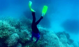 Un plongeur dans la Grande Barrière de corail en Australie, le 7 mars 2022