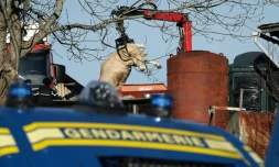 Des gendarmes près du corps d'une vache évacué dans une exploitation touchée par la dermatose à Les-Bordes-sur-Arize, en Ariège, le 12 décembre 2025