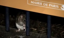 Un rat sur un muret du square de la tour Saint-Jacques à Paris, le 15 décembre 2016