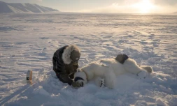Jon Aars, responsable du programme sur les ours polaires, change le collier GPS d'une ourse dans l'est du Spitzberg, dans l'archipel du Svalbard, le 15 avril 2025