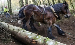 Un cheval tire un sapin dans le Parc National de Morvan, près de Roussillon-en-Morvan, en France, le 2 novembre 2016