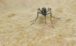Un moustique Aedes Aegypti, porteur du virus Zika, photographié au laboratoire de recherche CIDEIM à Cali en Colombie le 25 janvier 2016