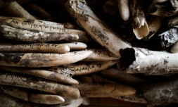 Une pile d'ivoire stocké avant destruction le 20 février 2014, à Zakouma au Tchad.