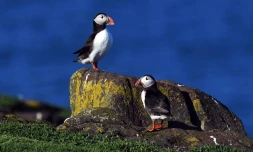 Le macareux est un oiseau au plumage blanc et noir et au bec bariolé