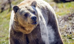 Un ours brun au Sanctuaire des ours de Pristina, le 12 février 2021 à Mramor, au Kosovo