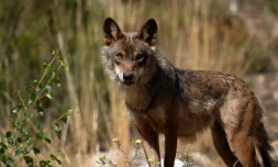 Un loup ibérique près du vilalge de Puebla de Sanabria, en Espagne, le 28 juillet 2021