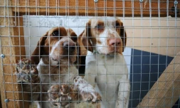 Des chiens dans une cage d'un refuge pour animaux à Lviv, le 26 mars 2022 en Ukraine