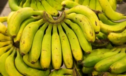 Le chlordécone, pesticide cancérogène et perturbateur endocrinien qui a contaminé les sols de Martinique et de Guadeloupe pour les 600 prochaines années, est au centre d'un colloque scientifique mardi et mercredi en Martinique