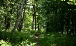 Un chemin dans la forĂȘt de Rochefort, dans les Yvelines, Ă l'ouest de Paris, le 7 mai 2020