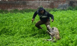 Un léopard errant attaque un homme à Jalandhar, le 31 janvier 2019 en Inde