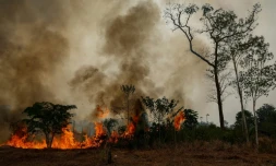 El Niño : l'essentiel de la semaine