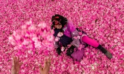 La récolte des roses de Damas dans le sud du Maroc dure un mois
