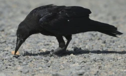 Un corbeau dressé à ramasser les mégots au parc de loisirs du Puy-du-Fou le 14 août 2018 
