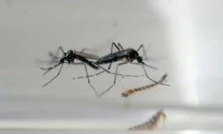 Des moustiques photographiés dans un laboratoire de contrôle épidémiologique à San Salvador, le 27 janvier 2016