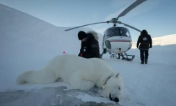 Le vétérinaire norvégien Rolf Arne Olberg vérifie si un ours polaire est bien sédaté à Longyearbyen, en Norvège, le 10 avril 2025