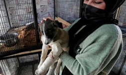 Une vétérinaire s'occupe d'une petite chienne blessée dans un refuge de secours pour animaux errants, le 16 janvier 2022 à Bagdad, en Irak