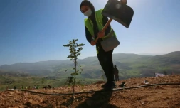Une Jordanienne plante un arbre le 11 fĂ©vrier 2021 prĂšs de la forĂȘt de Kufranjah, dans le gouvernorat d'Ajloun, Ă 70 km au nord d'Amman, en Jordanie
