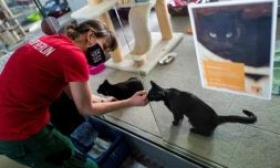 Une employée caresse un chat dans le refuge animalier Tierheim à Berlin, le 23 février 2021