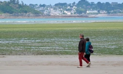 Des promeneurs sur la plage de Saint-Michel-en-Grève, recouverte d'algues vertes, le 24 mai 2024