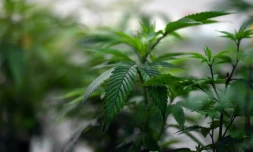 Un Australien a été inculpé pour avoir volontairement allumé un feu pour protéger ses plants de cannabis, déclenchant un incendie contre lequel les pompiers luttent depuis trois jours